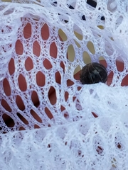 Armadillidium vulgare
