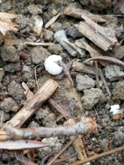 Armadillidium vulgare