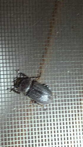 Antelope Beetle photo 6