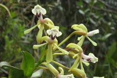 Epidendrum scytocladium