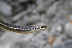 Masticophis lateralis