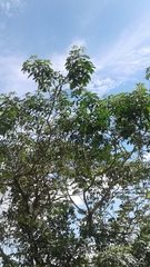 Godmania aesculifolia