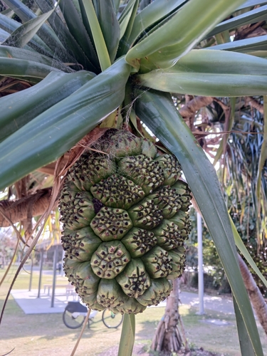 Pandanus tectorius