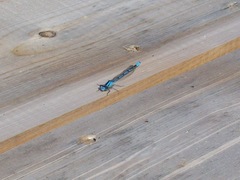 Enallagma cyathigerum