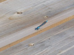 Enallagma cyathigerum