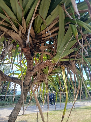 Pandanus tectorius