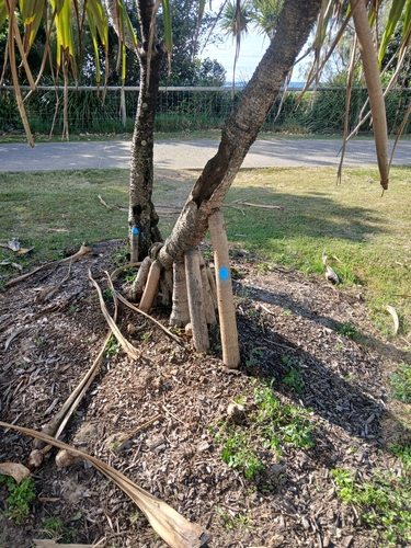 Pandanus tectorius