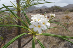 Plumeria alba