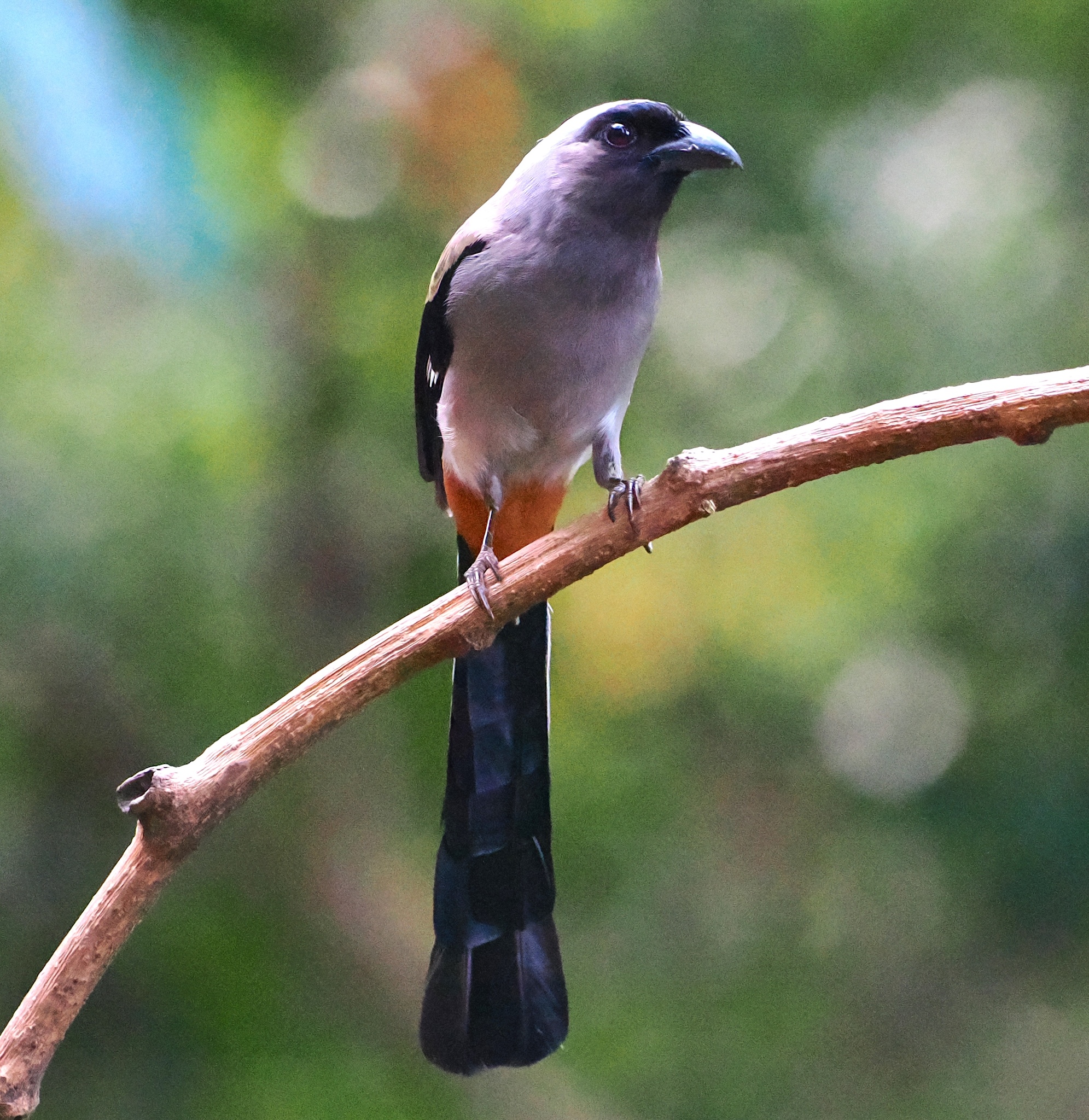 Grey Treepie