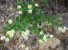 Aster baccharoides