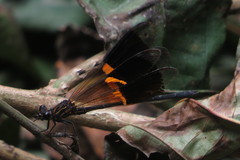 Polythoridae