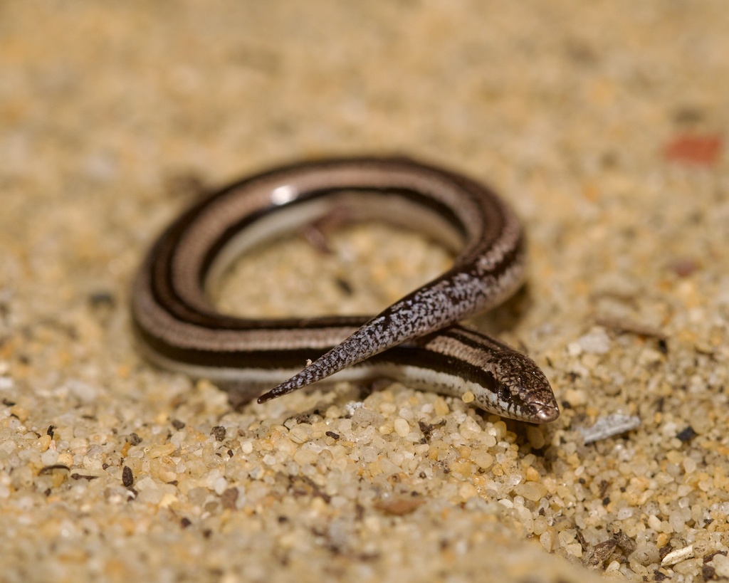 Perth Slider (Lerista lineata)
