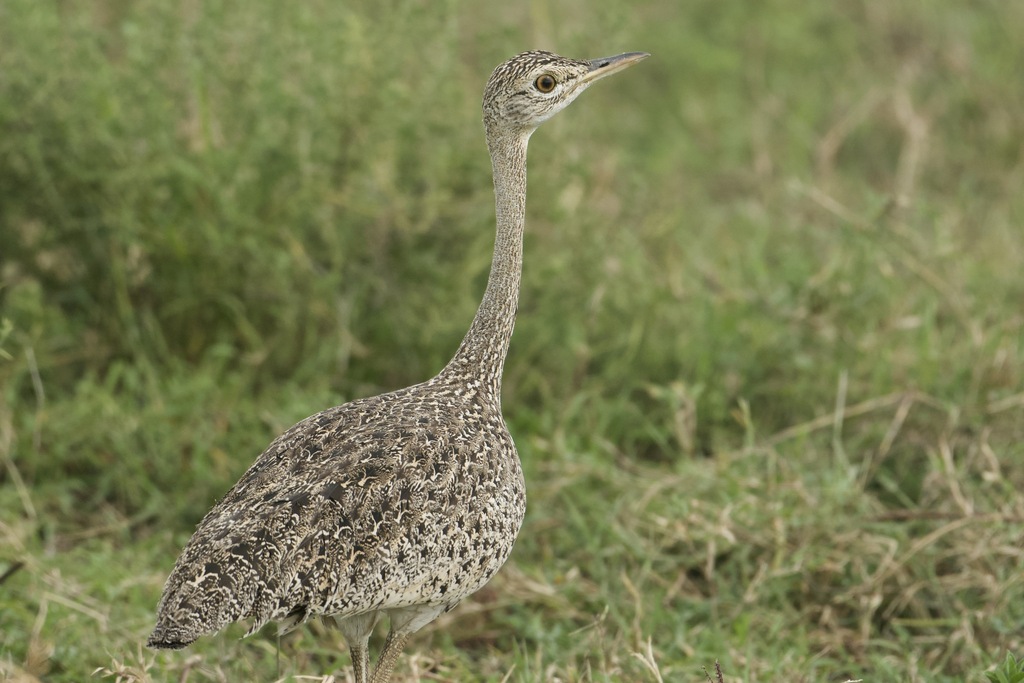 Hartlaub's Bustard