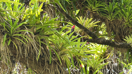 Guzmania monostachia observed 2025-06-17