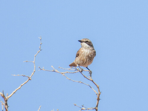 Herero Chat (Namibornis herero), photo 8