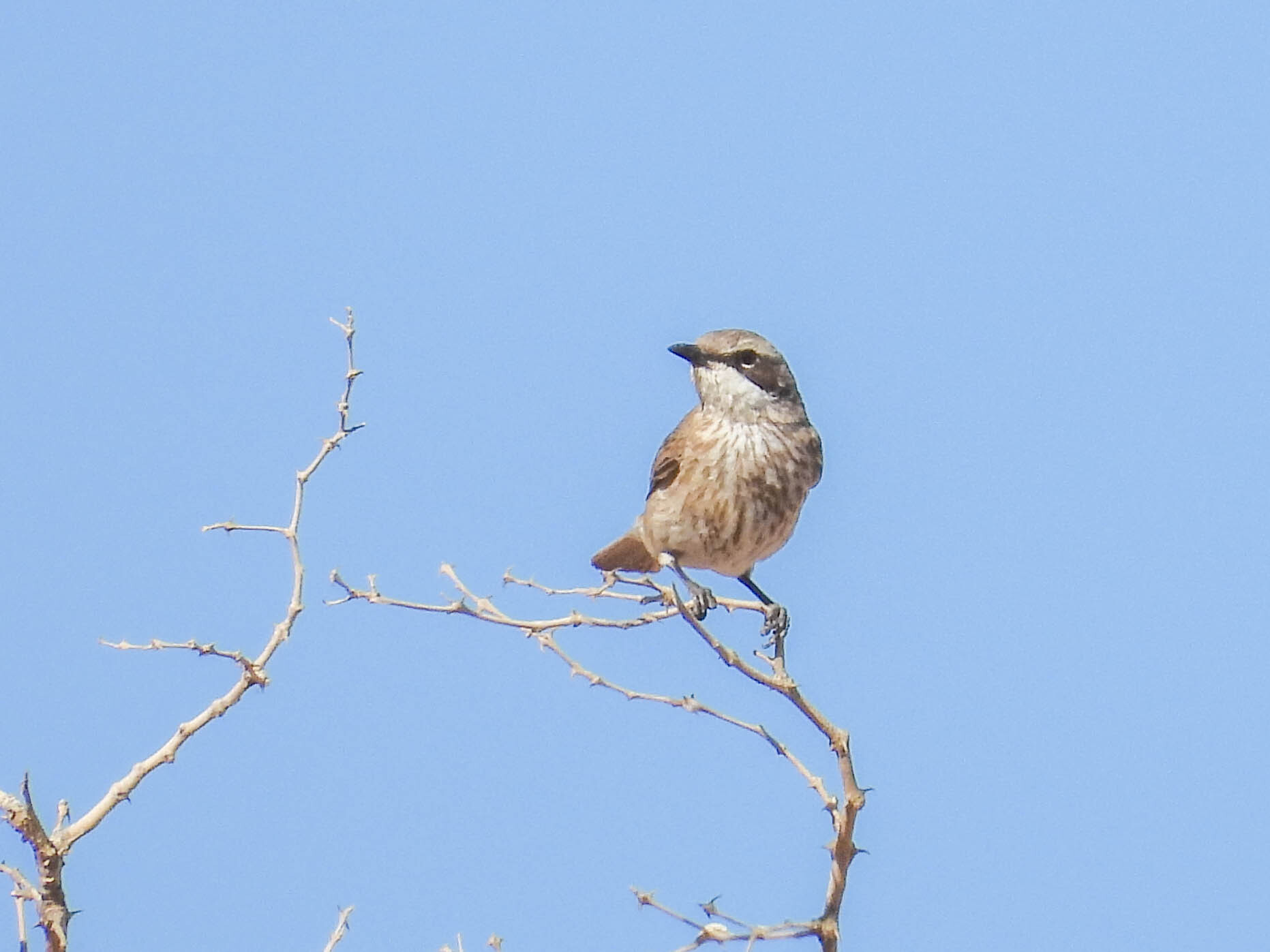Herero Chat (Namibornis herero), photo 6