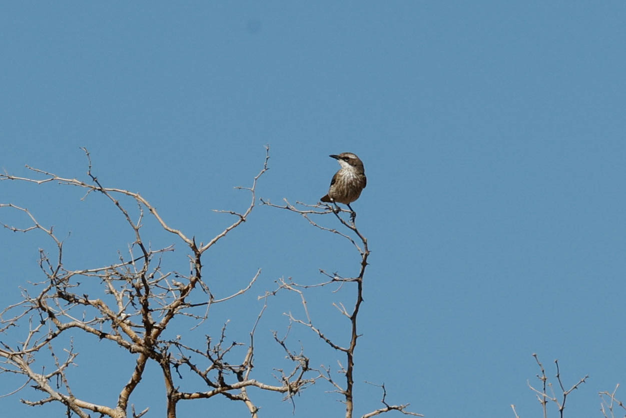 Herero Chat (Namibornis herero), photo 4