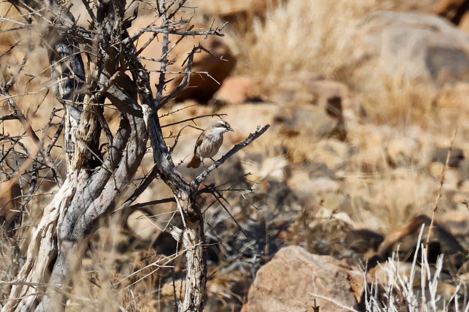 Herero Chat (Namibornis herero), photo 3