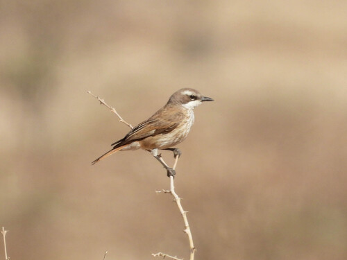 Herero Chat (Namibornis herero), photo 8