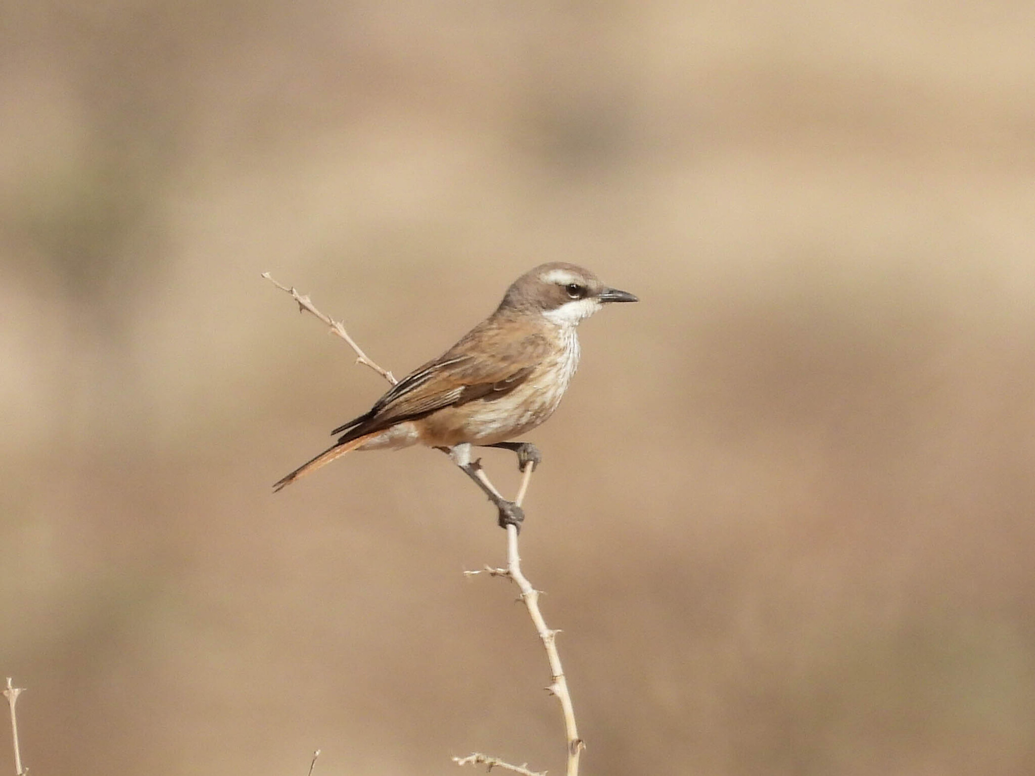 Herero Chat (Namibornis herero), photo 2