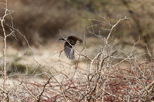 Herero Chat (Namibornis herero), photo 7