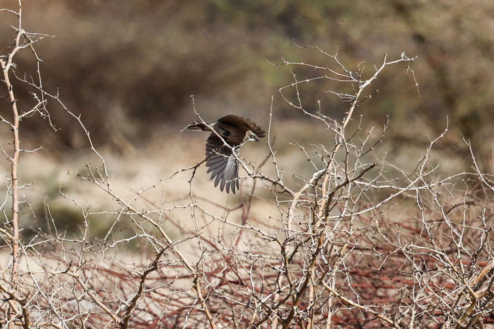Herero Chat (Namibornis herero), photo 5