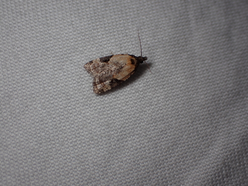Triangular Anopina photo 2