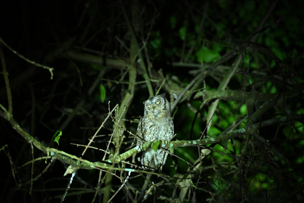 Rinjani Scops Owl (Otus jolandae)