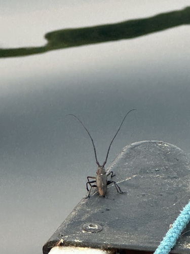 White-spotted Sawyer