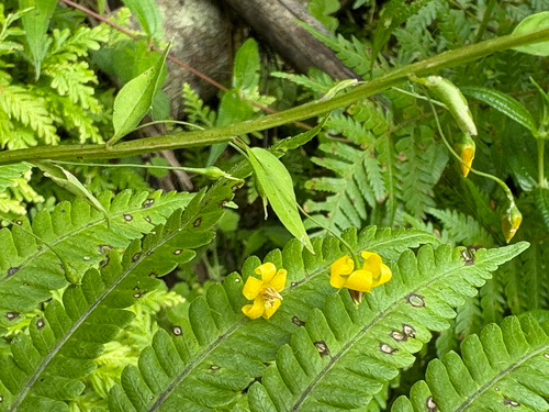Lysimachia capillipes, photograph 6
