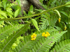 Lysimachia capillipes, photograph 黃美滿, CC BY, iNaturalist via GBIF