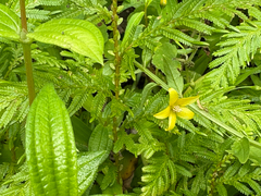 Lysimachia capillipes, photograph 黃美滿, CC BY, iNaturalist via GBIF