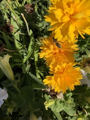 Apis mellifera