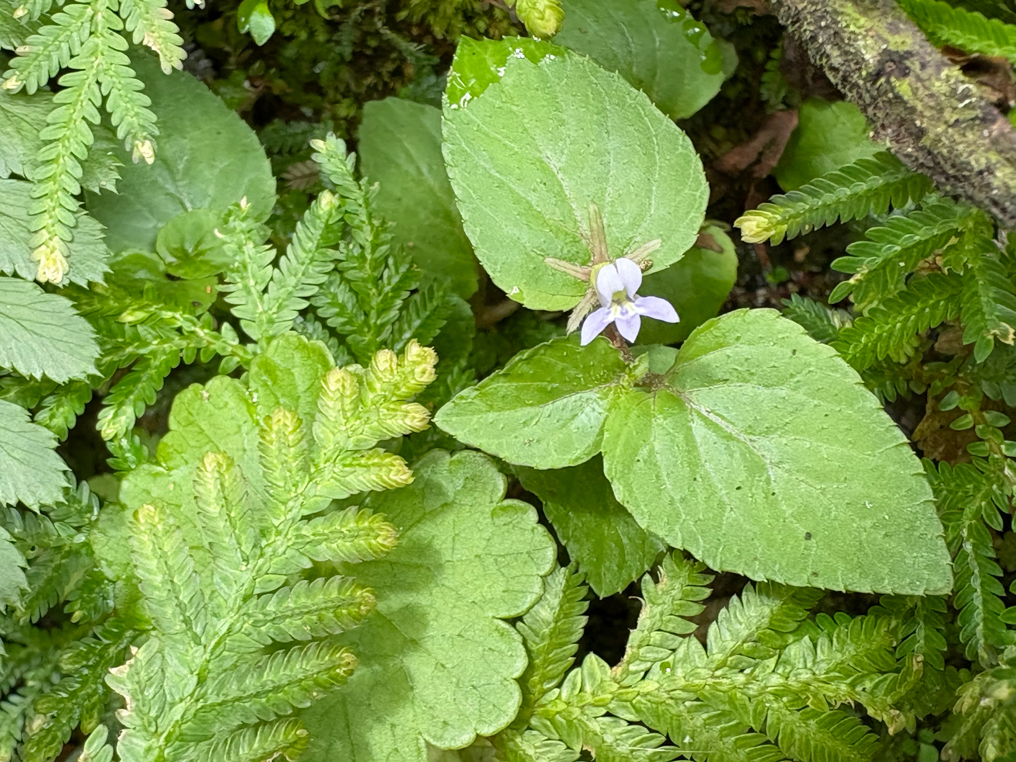 Lobelia zeylanica