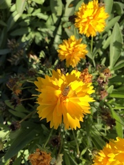 Apis mellifera
