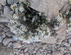 Leptosiphon nuttallii pubescens