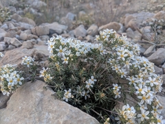 Leptosiphon nuttallii pubescens