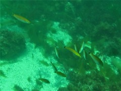 Halichoeres californicus