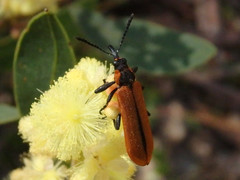 Rhinotia haemoptera
