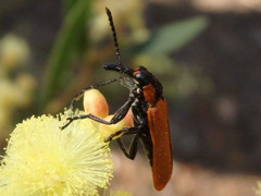 Rhinotia haemoptera