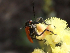 Rhinotia haemoptera