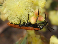 Rhinotia haemoptera