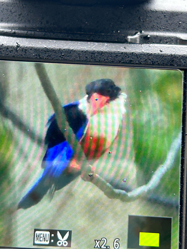 Black-capped Kingfisher