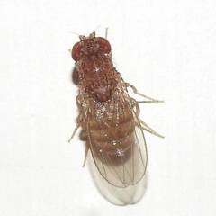 Drosophila repleta