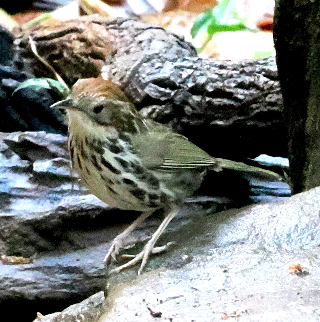 Puff-throated Babbler