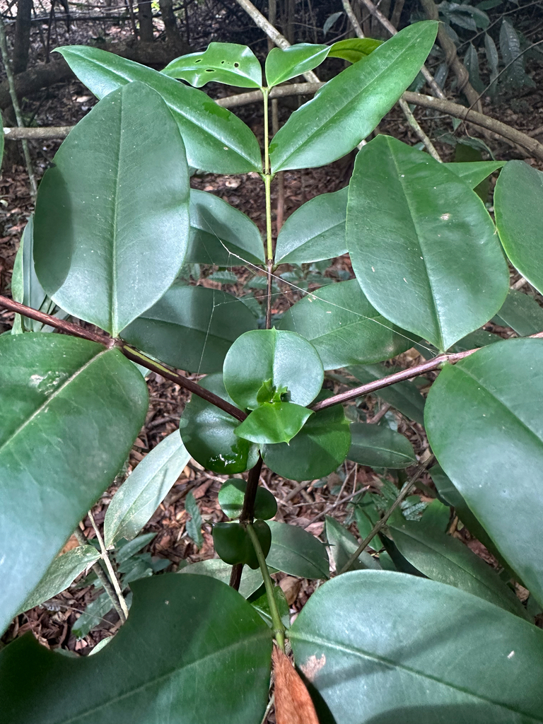 Mouriri brachyanthera