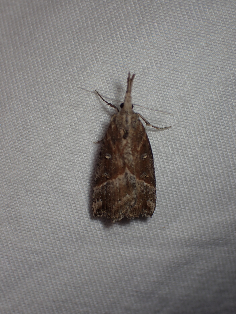 Hypena modestoides
