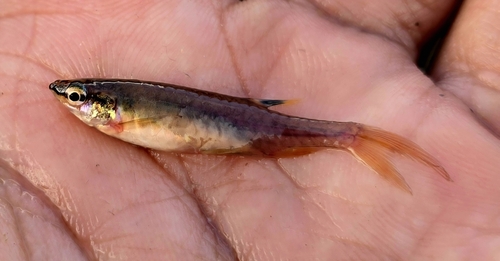 Carsevenne splash tetra (Copella carsevennensis) — Lebiasinidae — 2