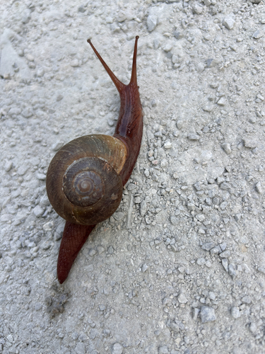 Cryptozona erratica