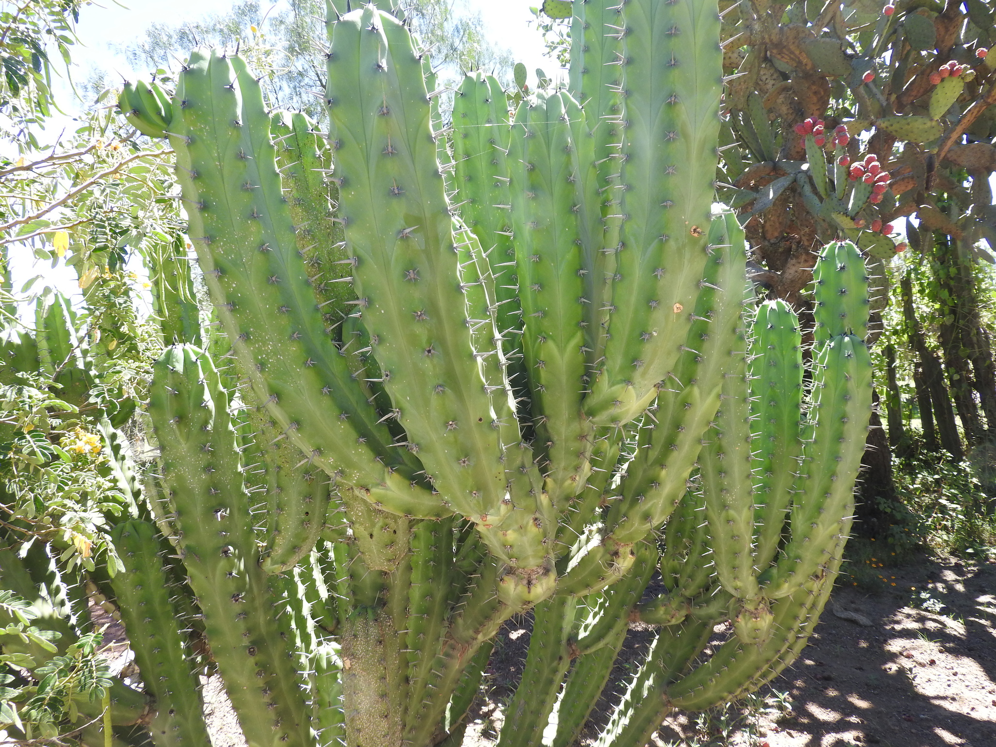 Myrtillocactus eichlamii